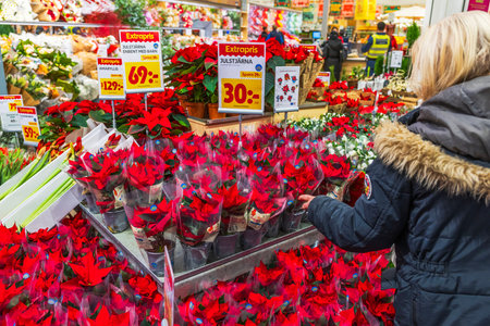 Beautiful view of Christmas poinsettia display in store as customer selects bright red holiday plants.のeditorial素材