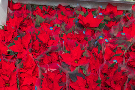Close-up view of many red poinsettia Christmas plants packed tightly in plastic pots for holiday sale.のeditorial素材