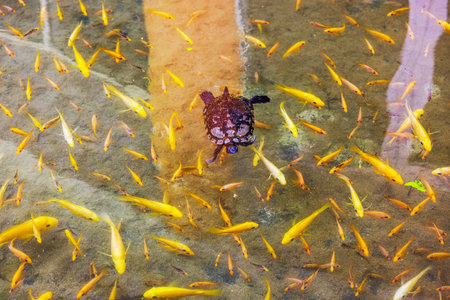 Beautiful view of turtle swimming among many small yellow fish in shallow clear water. Dominican...