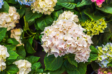 Close up view of white hydrangea flowers blooming with green leaves on natural garden background....