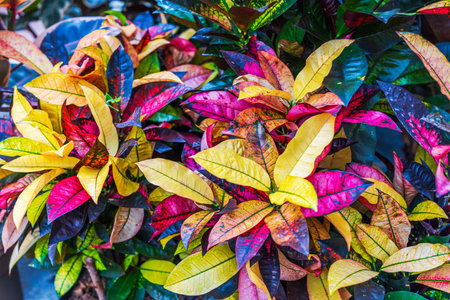 Close-up view of colorful croton leaves with yellow, red, pink, and green tones growing densely....
