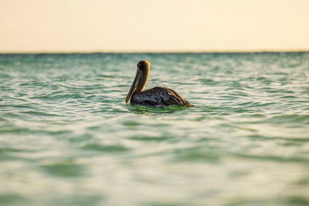 Close up view of pelican floating on Caribbean Sea with gentle waves. Aruba.の写真素材