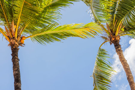 Close up view of coconut palm trees with green leaves against blue sky.
