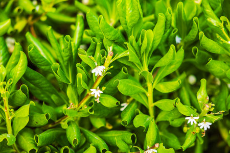 Close up of Scaevola taccada with green tropical leaves and small white flowers. Curacao.