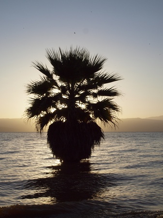 im palme lake langanoの写真素材