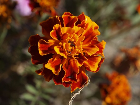 african flowerの写真素材