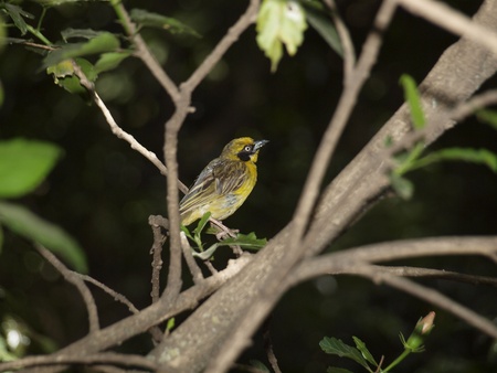 bird in the forestの写真素材