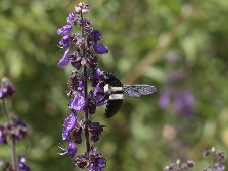bumble beeの写真素材