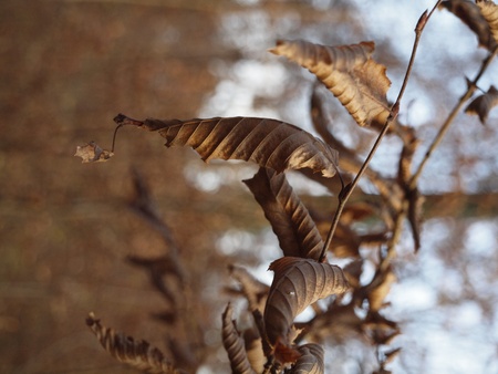 laubblätter im herbstの写真素材