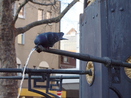 Pigeonの写真素材
