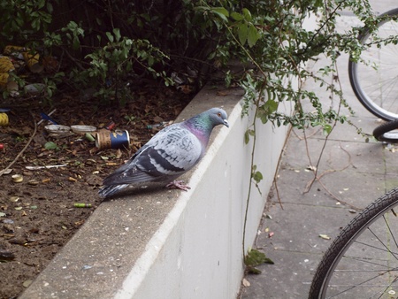 pigeon in wasteの写真素材