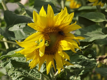 Sunflowerの写真素材