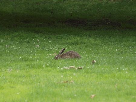 Rabbit in meadowの写真素材