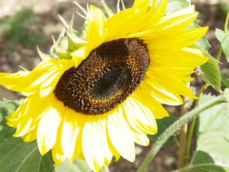 Helianthus annusの写真素材