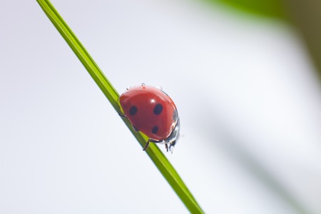 ladybug on green grass.の写真素材
