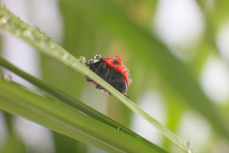 ladybug