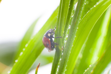 Spring ladybirdの写真素材