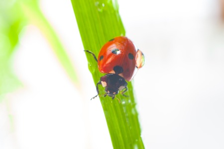 ladybug on green grass.の写真素材