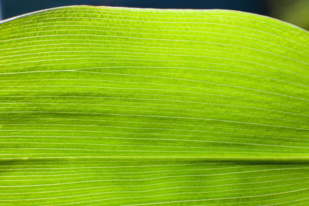 Macro image of a plant.