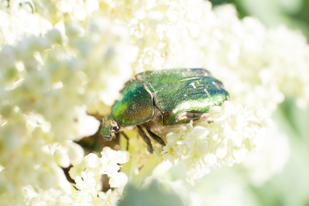 Chafer beetle on flowering plants of meadowsの写真素材