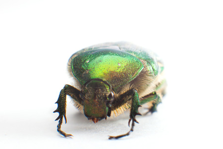 Rose chafer (Cetonia aurata) isolated on white backgroundの写真素材