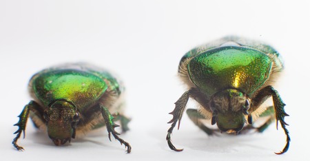 green beetle insect rose chafer (cetonia aurata) isolated on white backgroundの写真素材