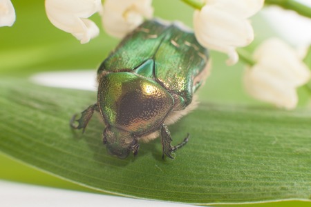 Chafer beetle eating pollen on a flower.の写真素材