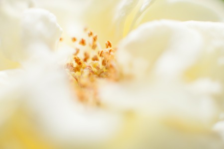 Yellow Roseの写真素材