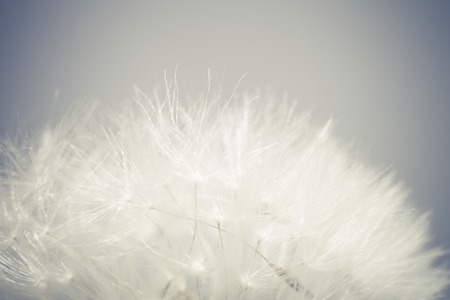 Macro photo dandelion seeds. Selective focus, cross-processed.の写真素材