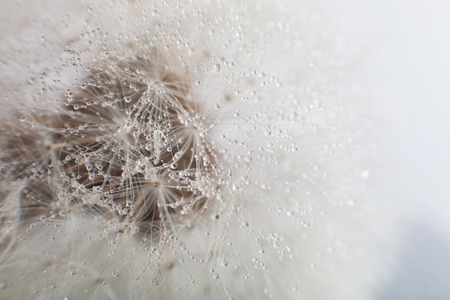 Dandelion seed with water dropsの写真素材