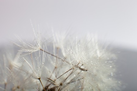 Close-up of wet dandelion seed with dropsの写真素材