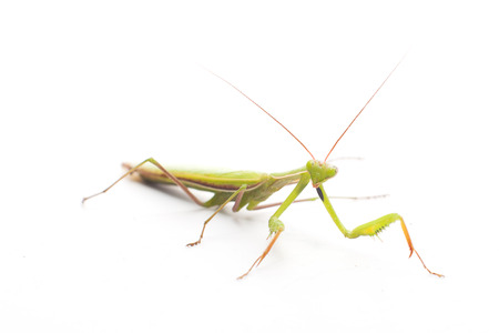 Praying Mantis on white backgroundの写真素材