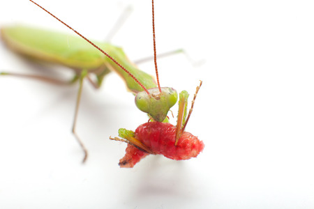 praying mantis eatingの写真素材