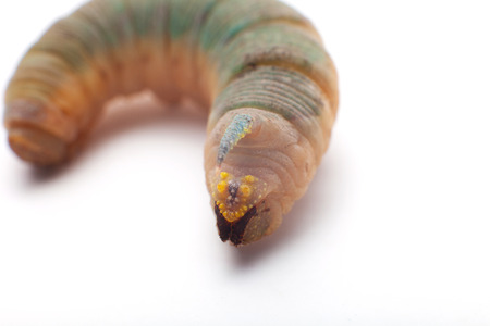 Hawk-moth Caterpillarの写真素材