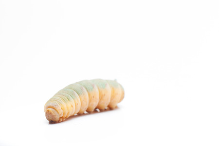 Hawk Moth caterpillarの写真素材