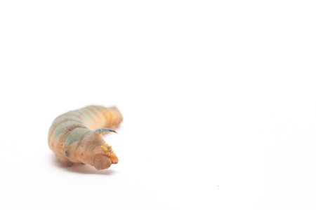 Hawk Moth caterpillarの写真素材
