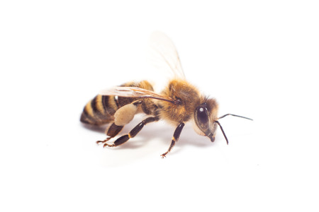 Isolated honeybeeの写真素材