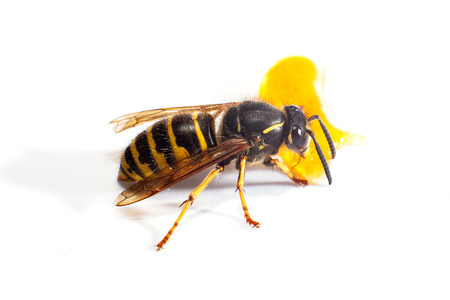 wasp on whiteの写真素材