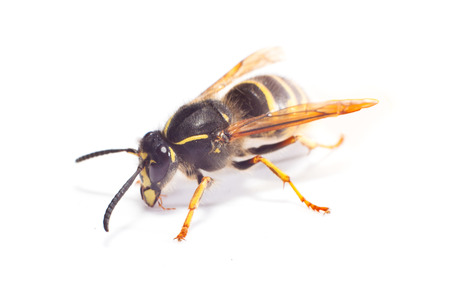 wasp on whiteの写真素材