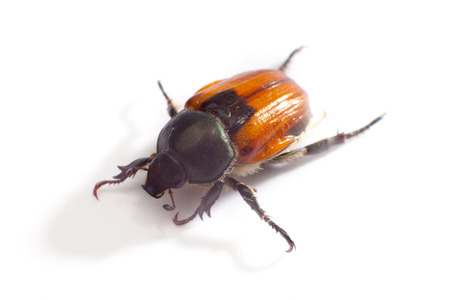 Insectの写真素材