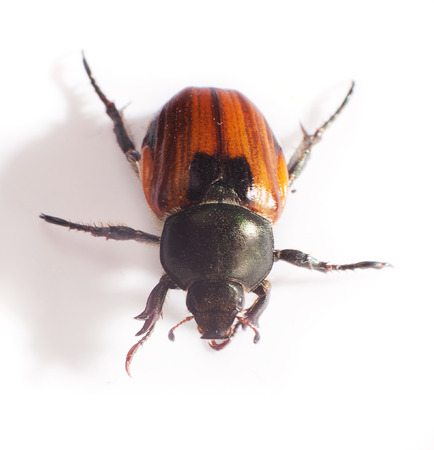 Macro Close-up Top View of a Beetle on Whiteの写真素材