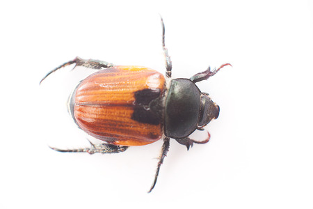 Insectの写真素材