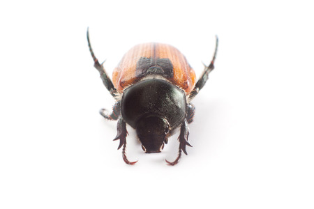 beetleの写真素材