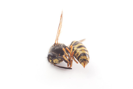 dead waspの写真素材