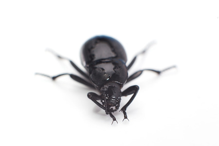Macro Close-up Top View of a Beetle on Whiteの写真素材