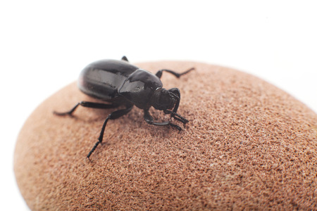 Beetleの写真素材
