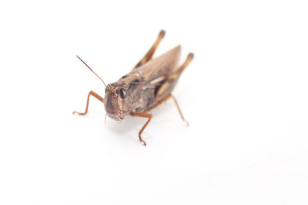 grasshopperの写真素材