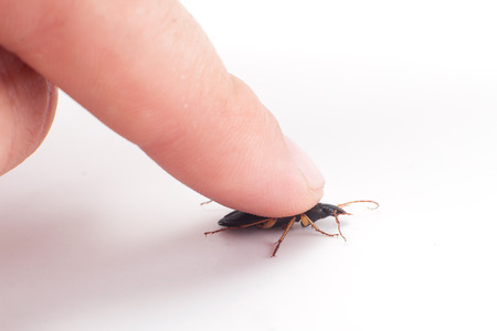 Beetleの写真素材