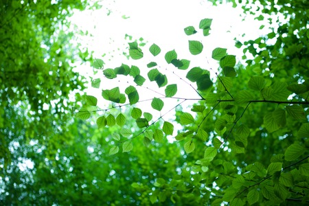 Fresh leavesの写真素材