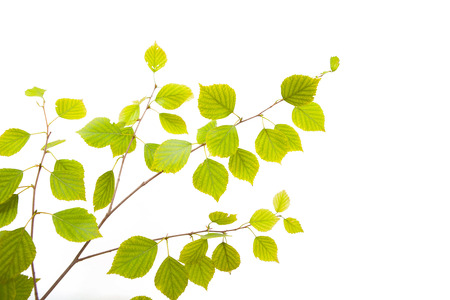 Birch Treeの写真素材